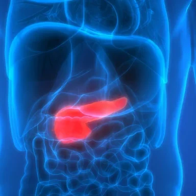 Illustration of the pancreas highlighted in red within a human body outline.